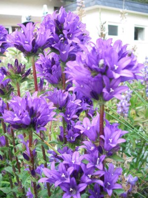 Hohe Knäuel-Glockenblume - Campanula glomerata 'dahurica'.jpg