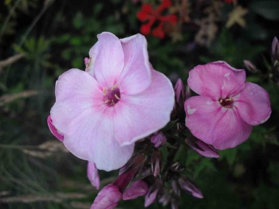 Hohe Beet-Flammenblume - Phlox paniculata 'Boguslaw’s Blaue'.jpg