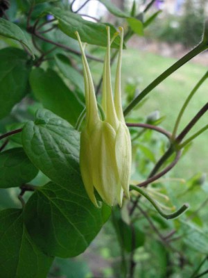 Gelbe Akelei - Aquilegia chrysantha_1.jpg