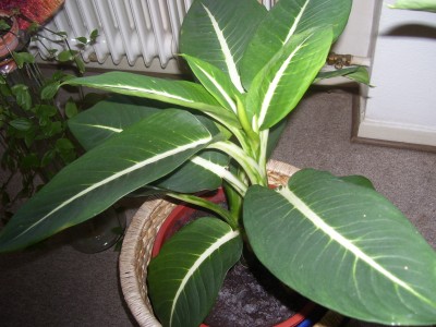 schööööön 468.jpg