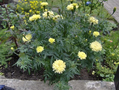 Tagetes gelb voll.jpg
