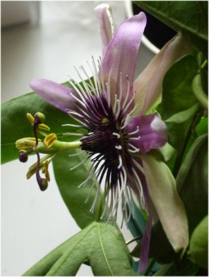Passiflora violacea 4.jpg