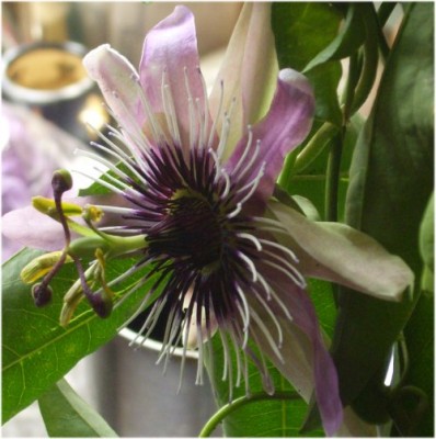 Passiflora violacea 1.jpg