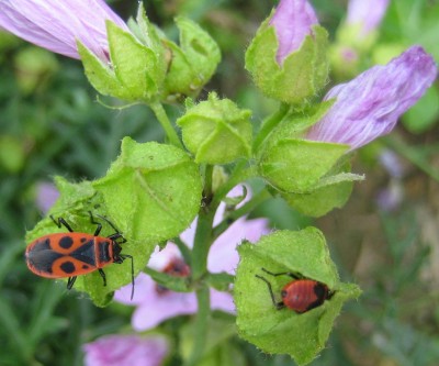 Bild green24 107.jpg