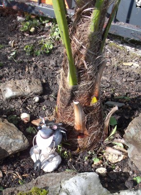Trachycarpus fortunei 2011a1.jpg