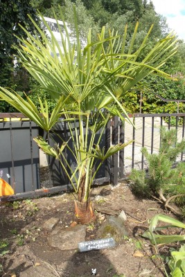 Trachycarpus fortunei 2011.jpg