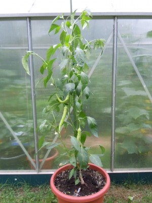 chili9.JPG