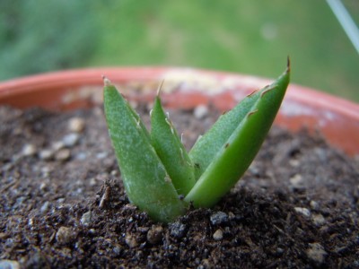 agave14.JPG