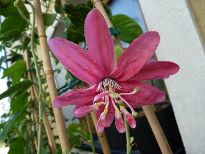 wilgen k verhöff.jpg