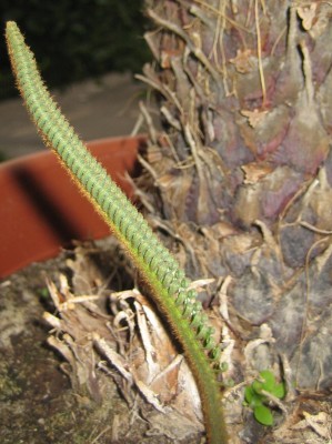 Bild green24 109.jpg