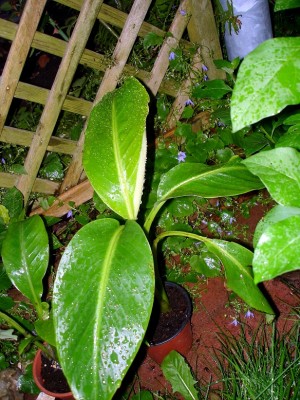 DSC06449.JPG