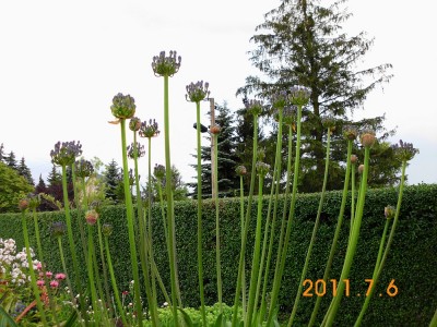 DSCI0037.JPG