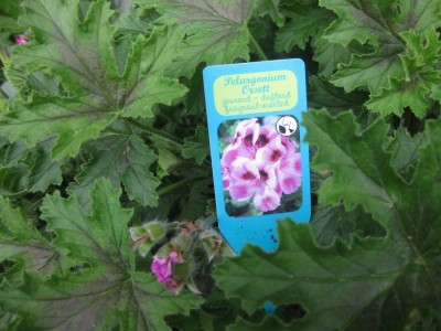 Größenänderung IMG_3103.JPG