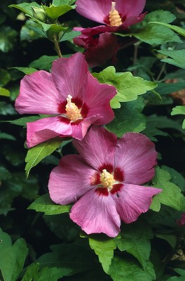 2493-Garten-Eibisch.jpg