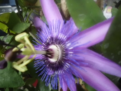 Passis&amp;Co 016.JPG