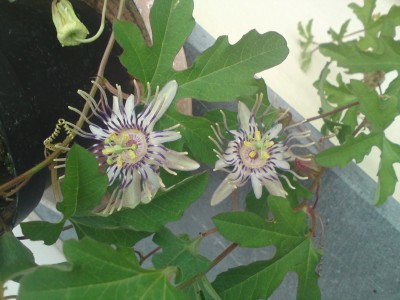 DSC01306.JPG