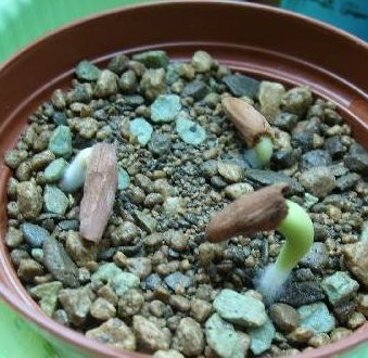 Adenium socotranum .jpg