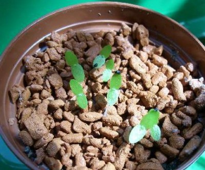 Pseudorhipsalis ramulosa.jpg