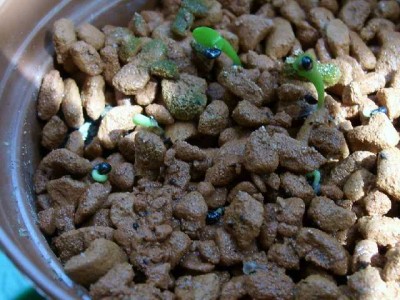 Disocactus aurantiacus.jpg