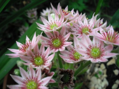 DSCF0181.JPG