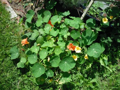 DSCF0178.JPG
