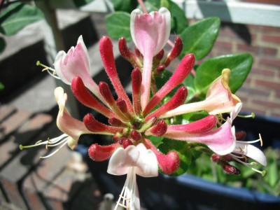 DSCF0175.JPG