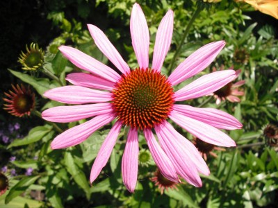 DSCF0171.JPG