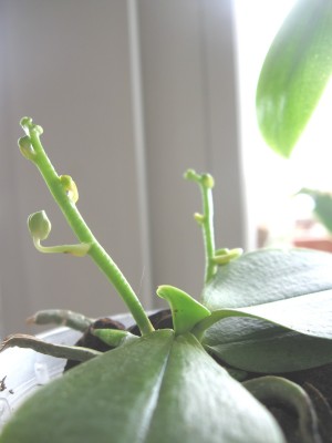 Phal parishii.JPG
