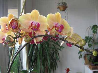 Phal Golden Beauty.jpg