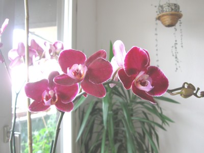 Phal Elegant Debora.jpg