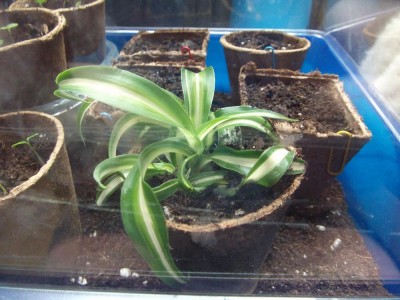 Grünlilie ableger.JPG