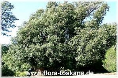 metrosideros_excelsa_gross_-_digi.jpg