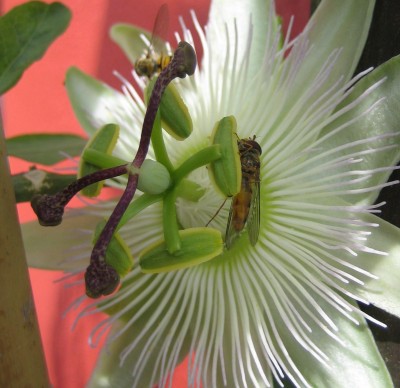 Bild green24 112.jpg