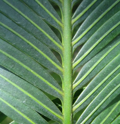 Bild green24 117.jpg