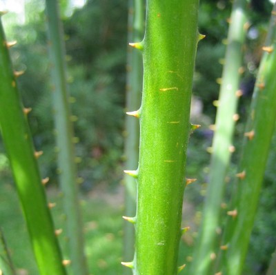 Bild green24 116.jpg