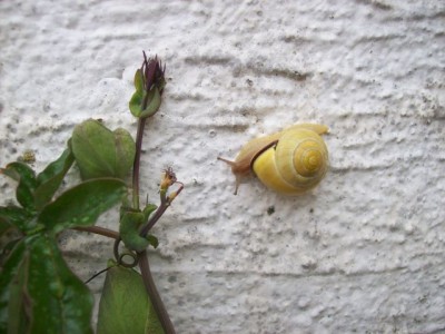 SchneckeImAnmarsch2.jpg