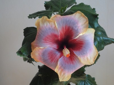 Eye x Fifth 2te Blüte.JPG