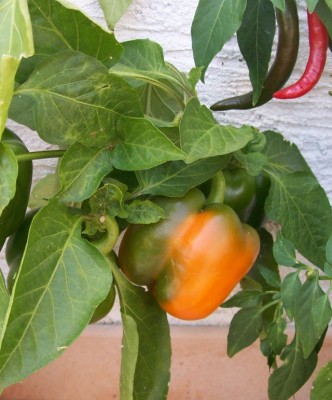 Paprika_06.07.11.jpg