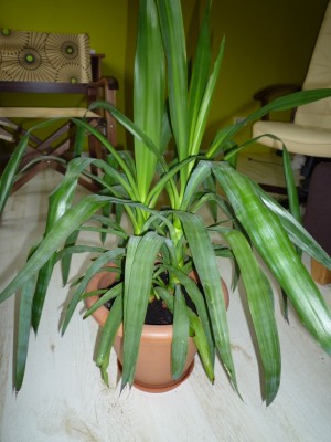 Yucca 1A - 2010.01 - 60cmm.JPG