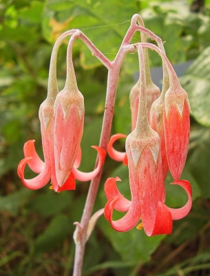 Cotyledon 2008-71 (3).jpg