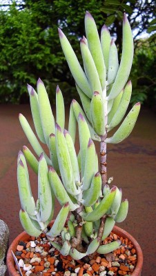 Cotyledon 2008-71 (1).jpg