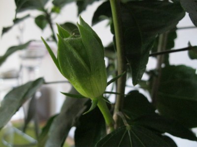 IMG_1243.JPG