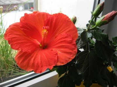 IMG_1242.JPG