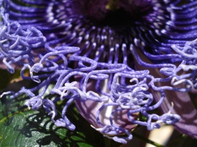Passidetail_1.JPG