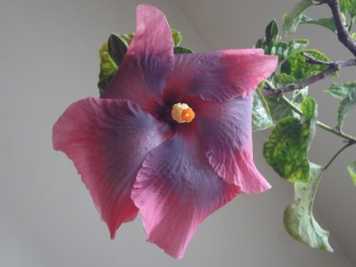 Tahitian Midnight Magic.JPG