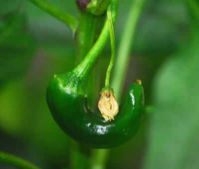 Chilis 003yy.jpg