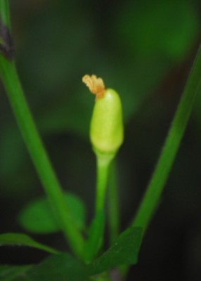 Chilis 001yy.jpg