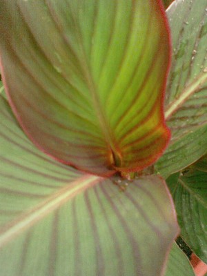 Canna indica Primerose Yellow.jpg