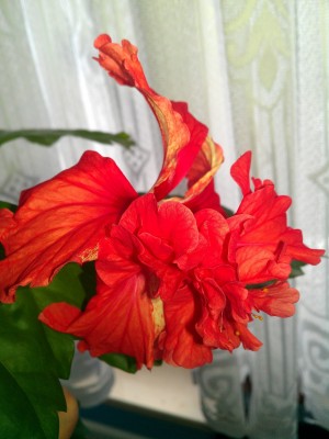 IMAG00463.jpg