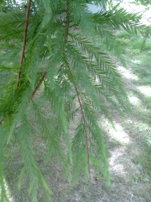 Bild0115.jpg